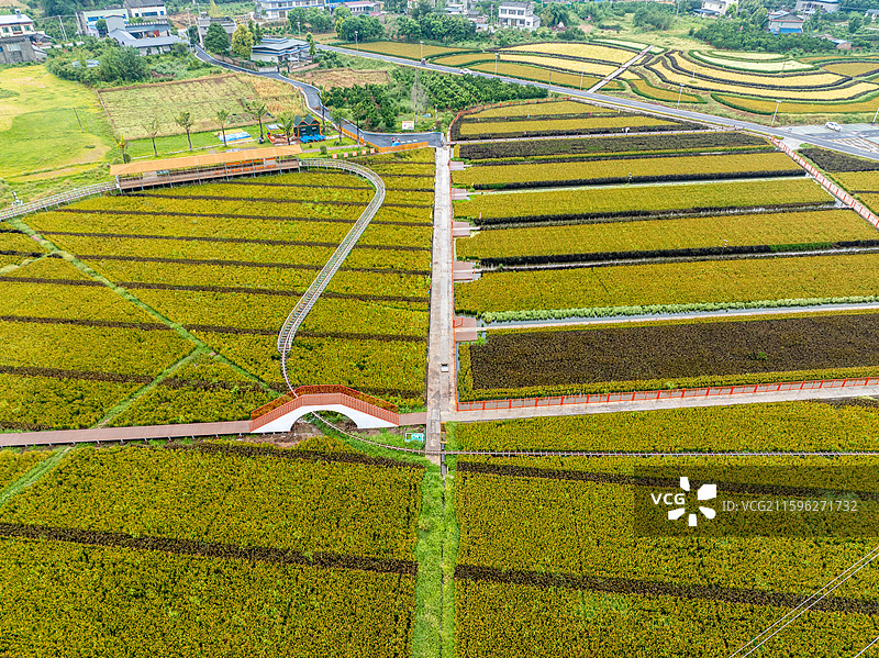 丹棱县桔香稻田 大地金色琴键图片素材