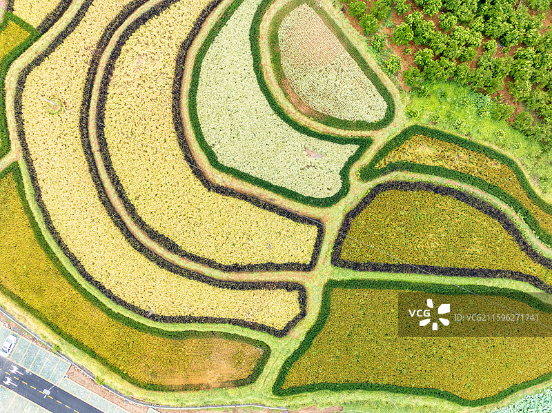 丹棱县桔香稻田 大地金色琴键图片素材