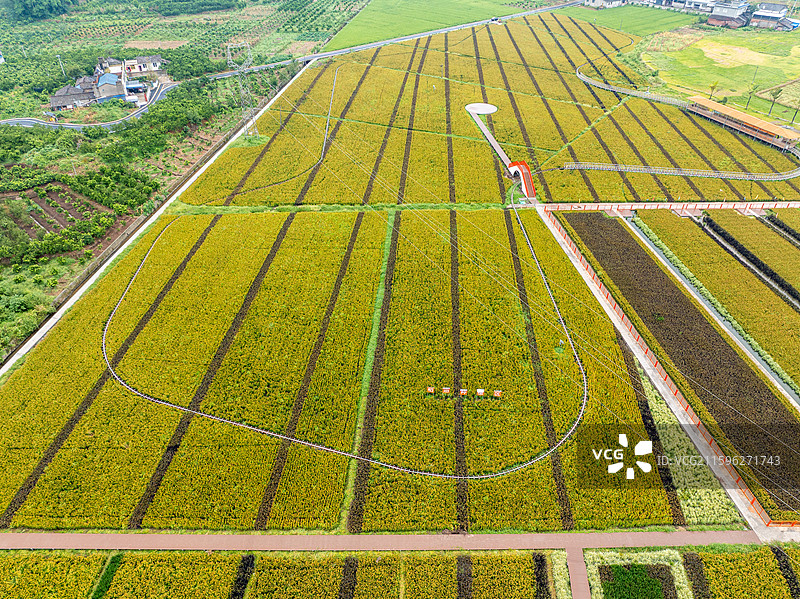 丹棱县桔香稻田 大地金色琴键图片素材