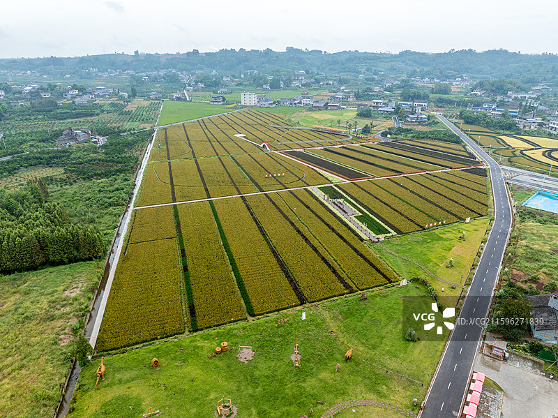 丹棱县桔香稻田 大地金色琴键图片素材