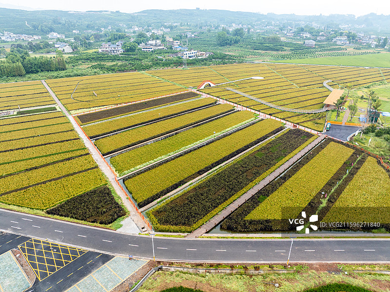 丹棱县桔香稻田 大地金色琴键图片素材