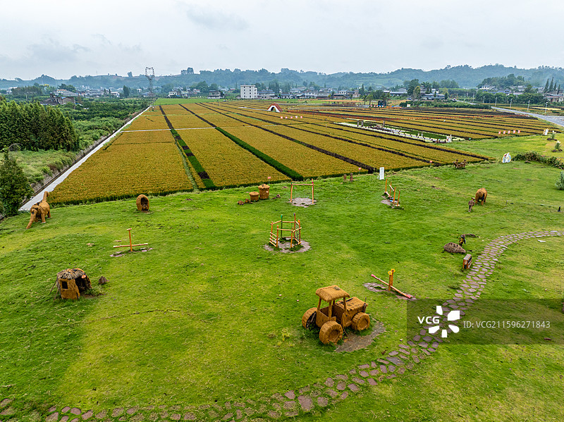 丹棱县桔香稻田 大地金色琴键图片素材