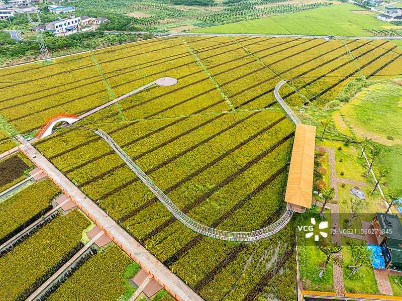 丹棱县桔香稻田 大地金色琴键图片素材