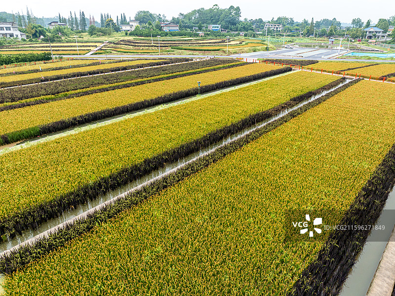 丹棱县桔香稻田 大地金色琴键图片素材