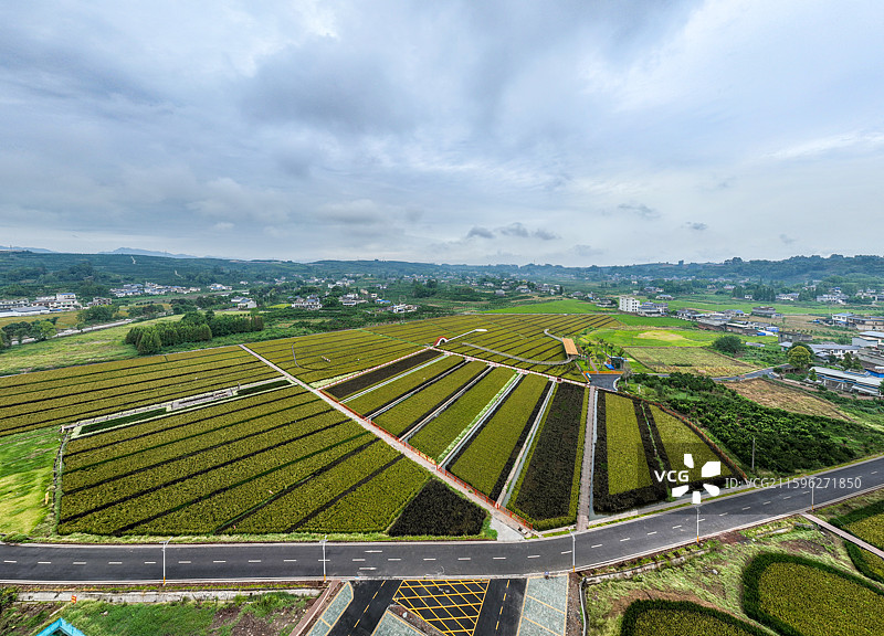 丹棱县桔香稻田 大地金色琴键图片素材