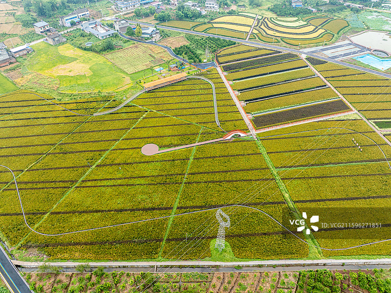 丹棱县桔香稻田 大地金色琴键图片素材