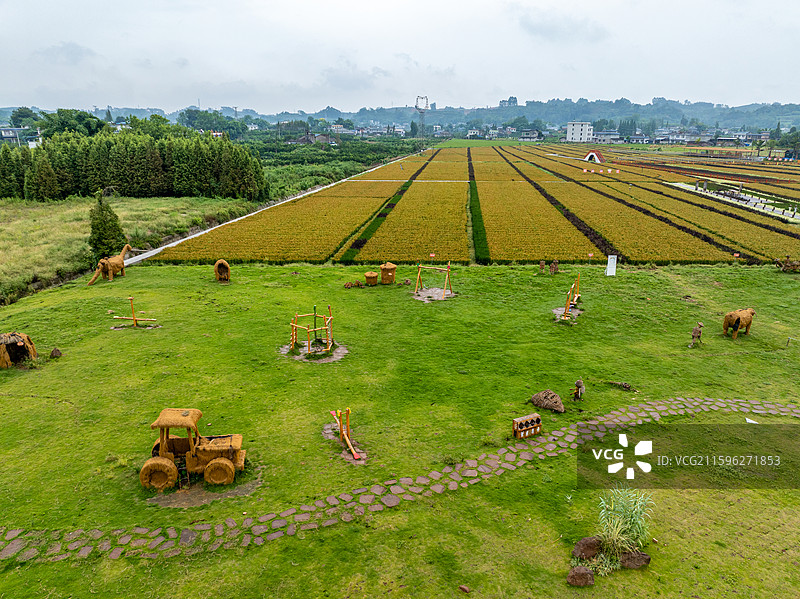 丹棱县桔香稻田 大地金色琴键图片素材