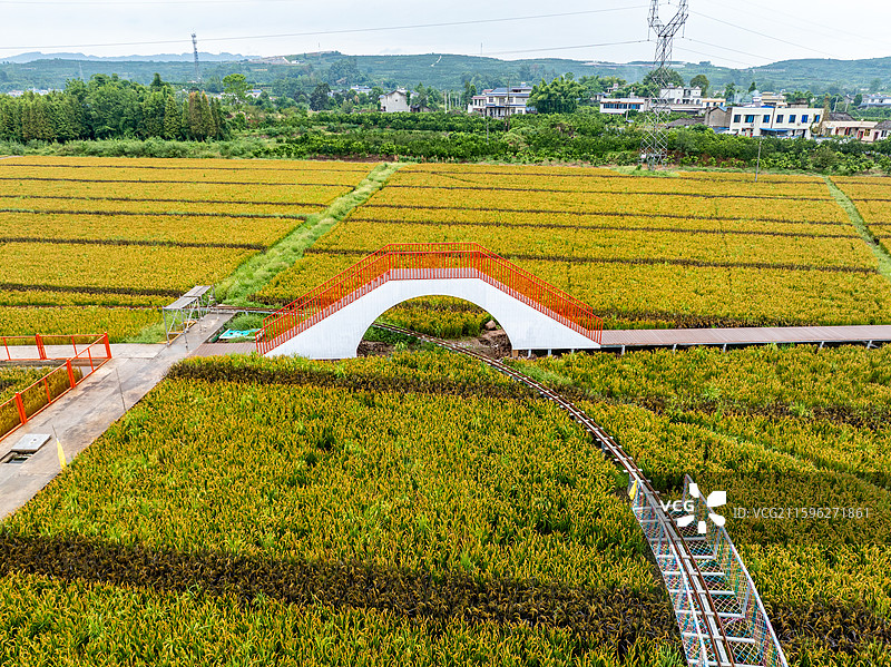 丹棱县桔香稻田 大地金色琴键图片素材