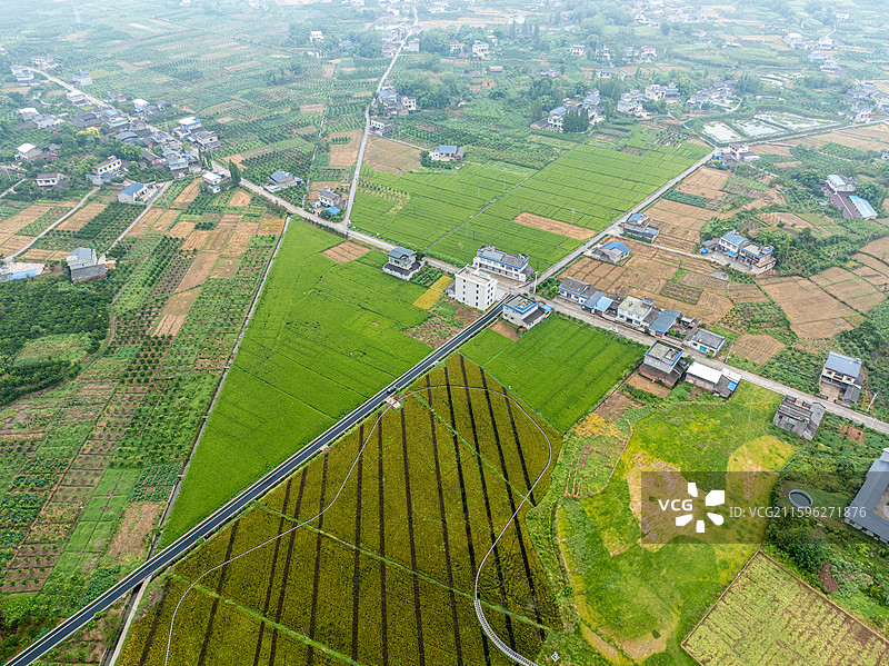 丹棱县桔香稻田 大地金色琴键图片素材
