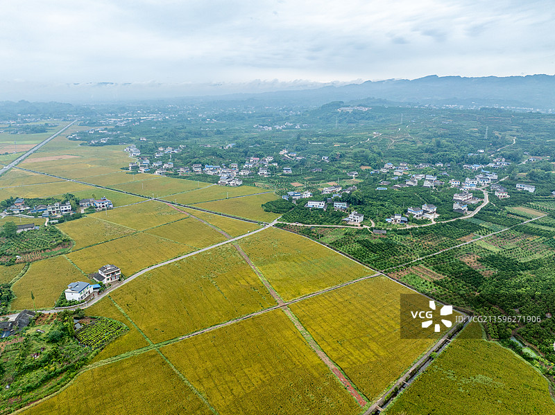 丹棱县桔香稻田 大地金色琴键图片素材
