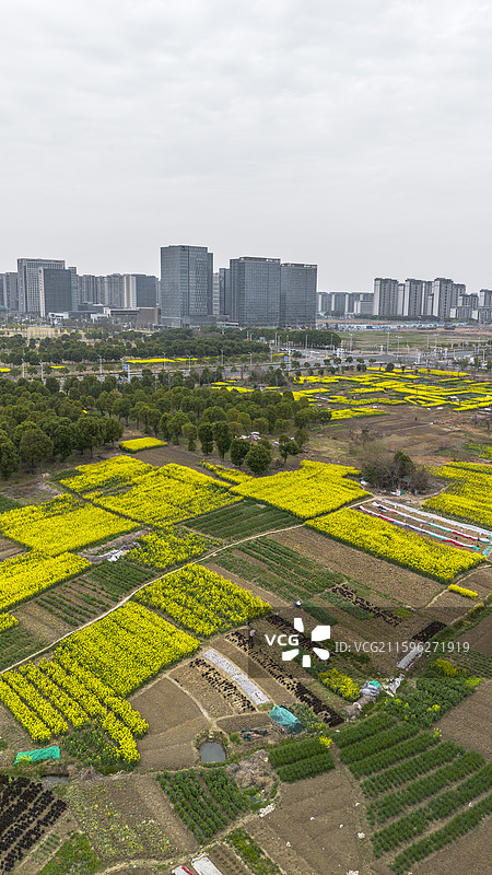 春节阴天油菜花海与城市-江苏常州金坛区郊区的油菜花海图片素材