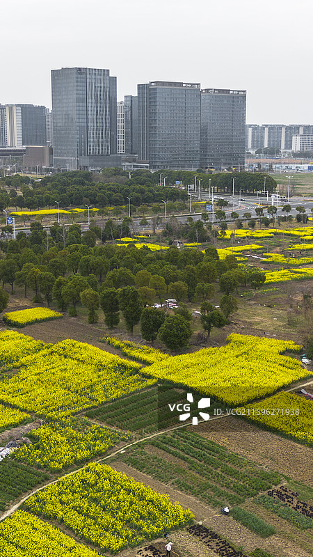 春节阴天油菜花海与城市-江苏常州金坛区郊区的油菜花海图片素材