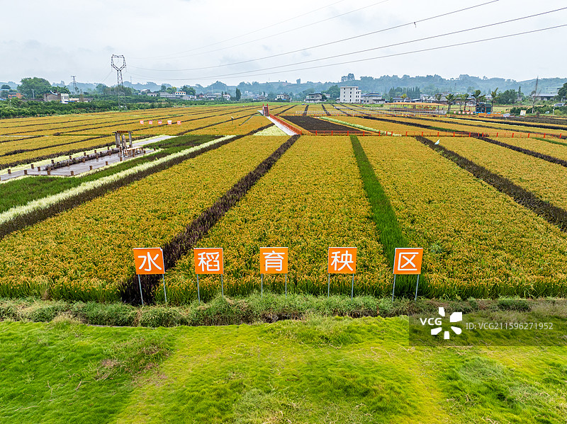 丹棱县桔香稻田 大地金色琴键图片素材