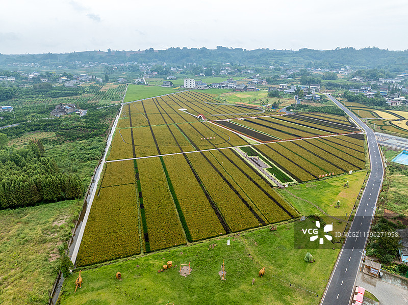 丹棱县桔香稻田 大地金色琴键图片素材
