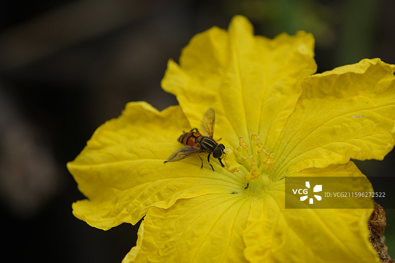黄足黑守瓜咬食黄花/吸蜜蝇图片素材