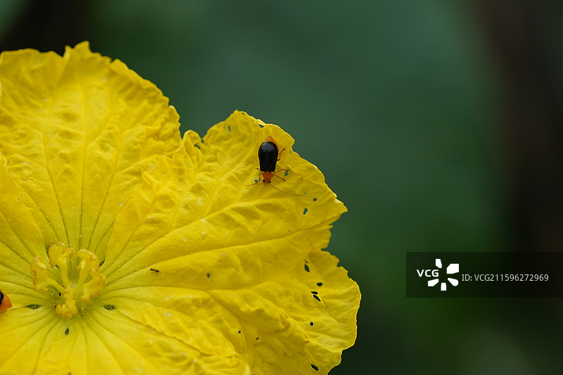 黄足黑守瓜咬食黄花/吸蜜蝇图片素材