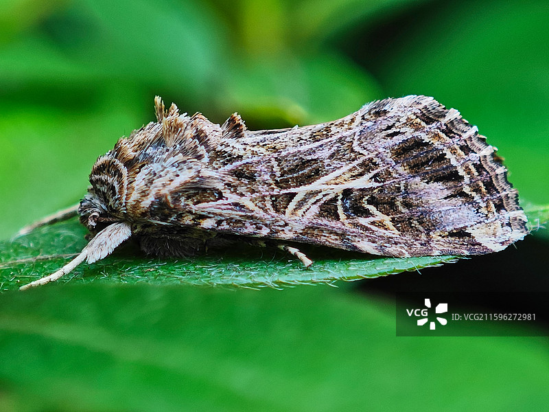 斜纹夜蛾微距特写图片素材