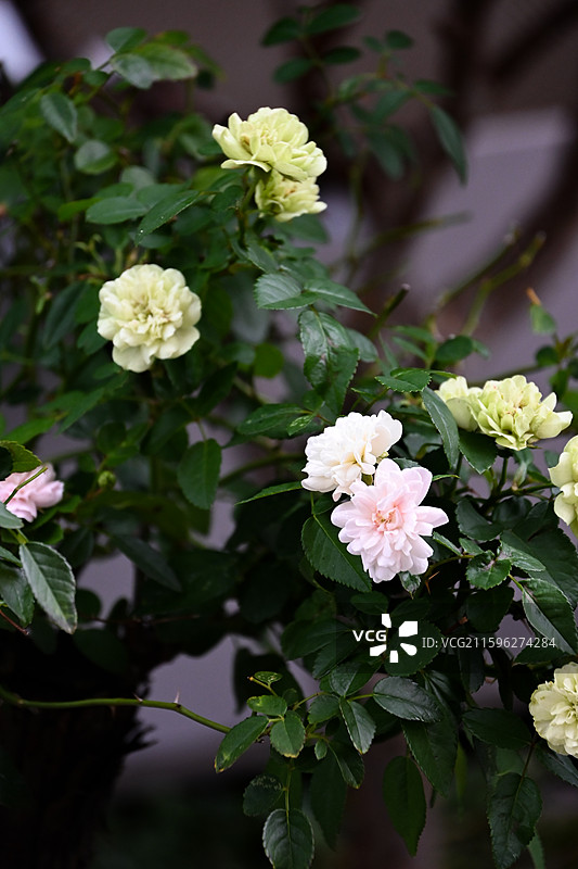 绽放的绿冰月季图片素材