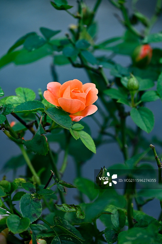 一朵橙色的果汁阳台月季图片素材
