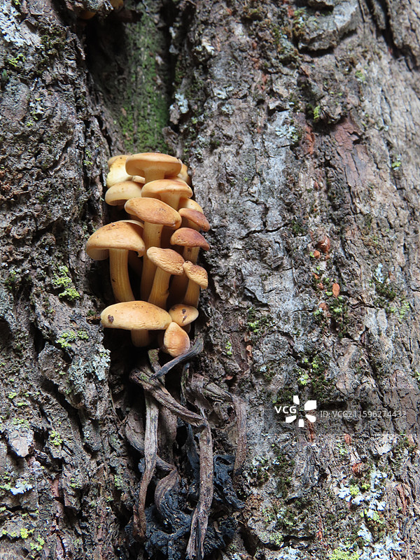 甘肃武威祁连山冰沟河 树木上的小蘑菇图片素材