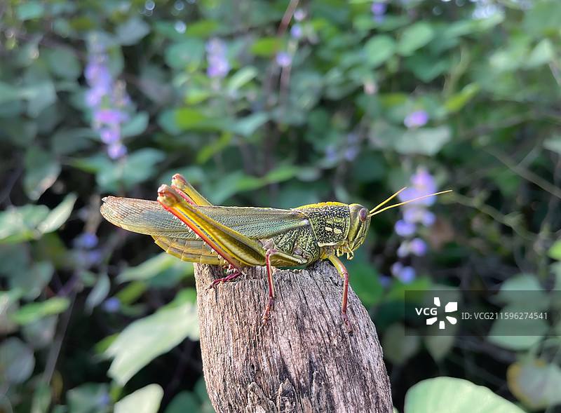 大蚱蜢（6公分长）图片素材