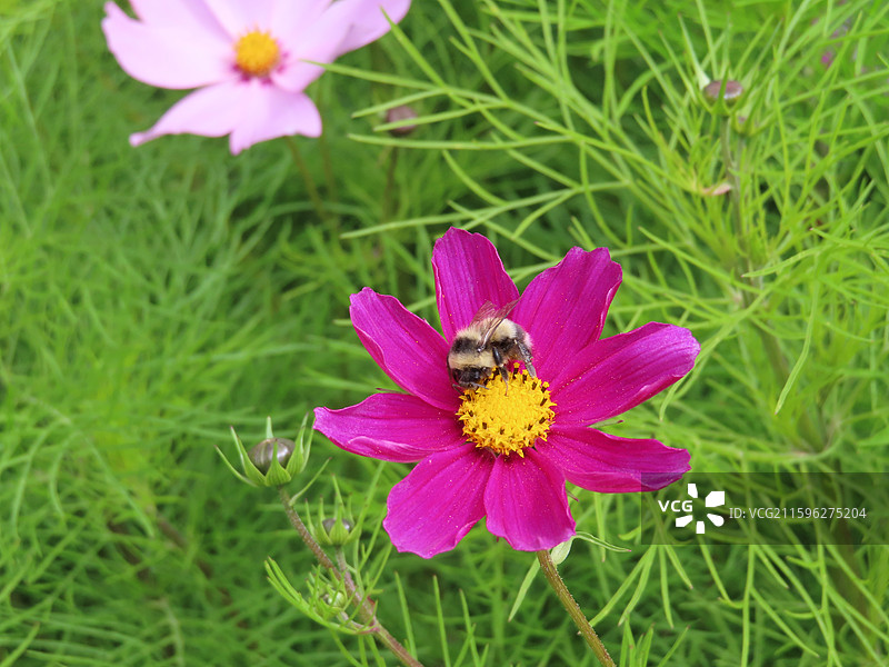 甘肃武威祁连山冰沟河 格桑花与蜜蜂图片素材