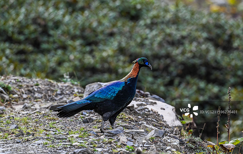绿尾虹雉图片素材