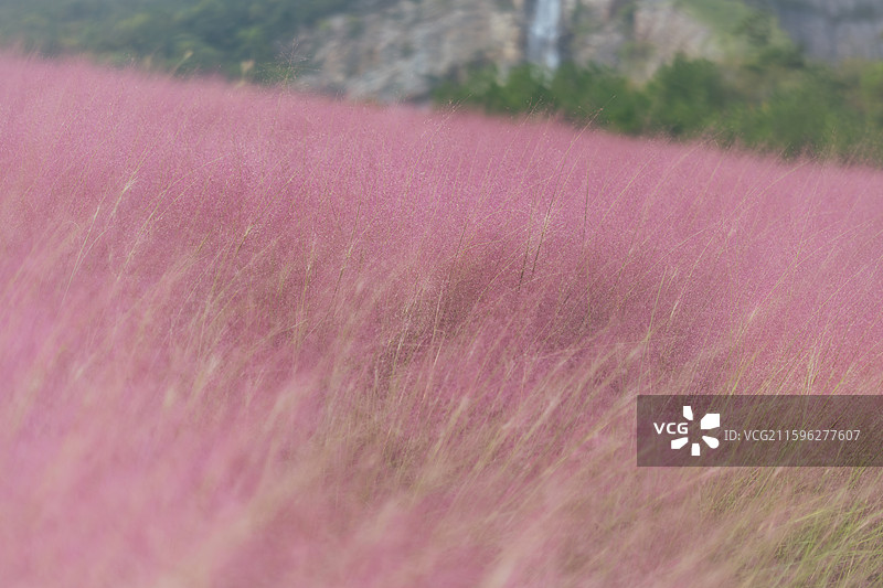 粉黛花海在南京汤山矿坑公园盛开图片素材