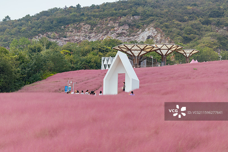 粉黛花海在南京汤山矿坑公园盛开图片素材