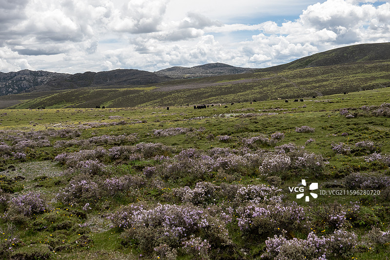 四川甘孜理塘夏日风光图片素材