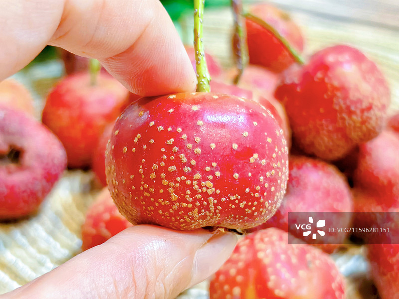 水果红山楂图片素材