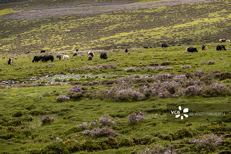 四川甘孜理塘夏日风光图片素材