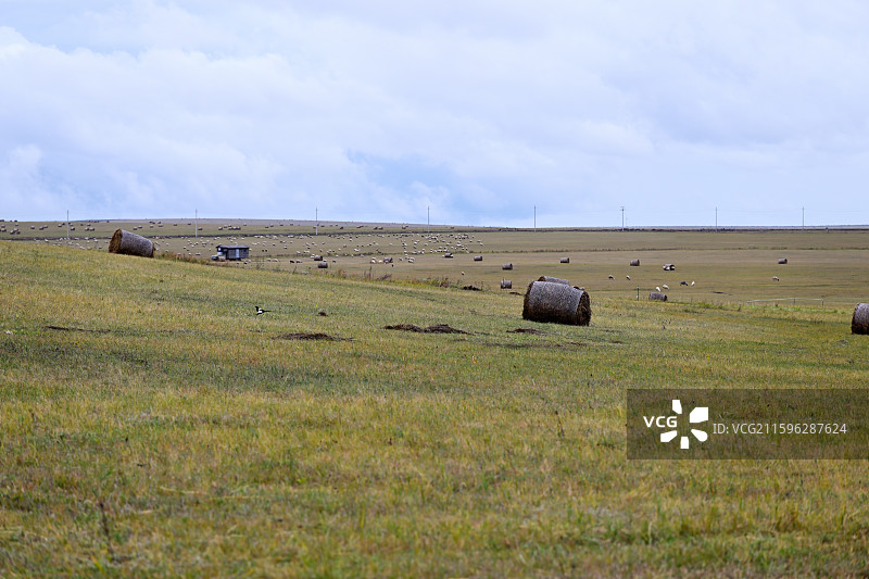 阴天下的干草卷，牧草，瑞士卷，草卷，秋景，秋日的大草原，呼和诺尔湖景区，内蒙古呼伦贝尔图片素材