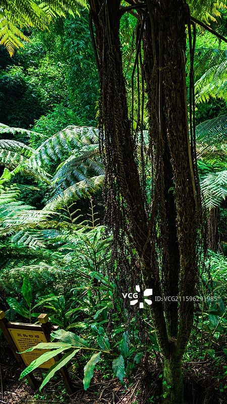 航拍四川乐山市西坝桫椤谷侏罗纪公园世界桫椤树林图片素材