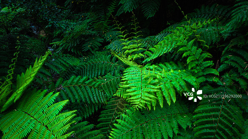 航拍四川乐山市西坝桫椤谷侏罗纪公园世界桫椤树林图片素材