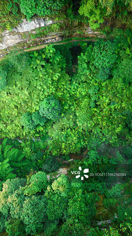 航拍四川乐山市西坝桫椤谷侏罗纪公园世界桫椤树林图片素材