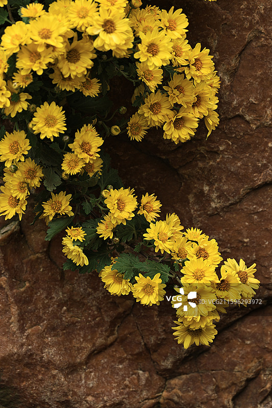 十月一号沈阳植物园菊展图片素材