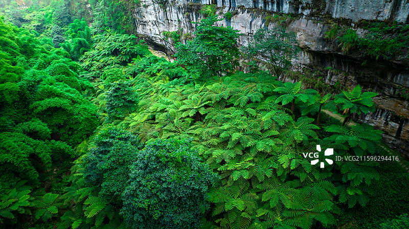 航拍四川乐山市西坝桫椤谷侏罗纪公园世界桫椤树林图片素材