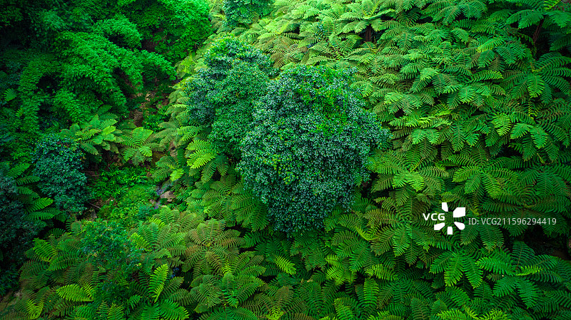 航拍四川乐山市西坝桫椤谷侏罗纪公园世界桫椤树林图片素材