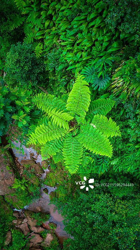 航拍四川乐山市西坝桫椤谷侏罗纪公园世界桫椤树林图片素材