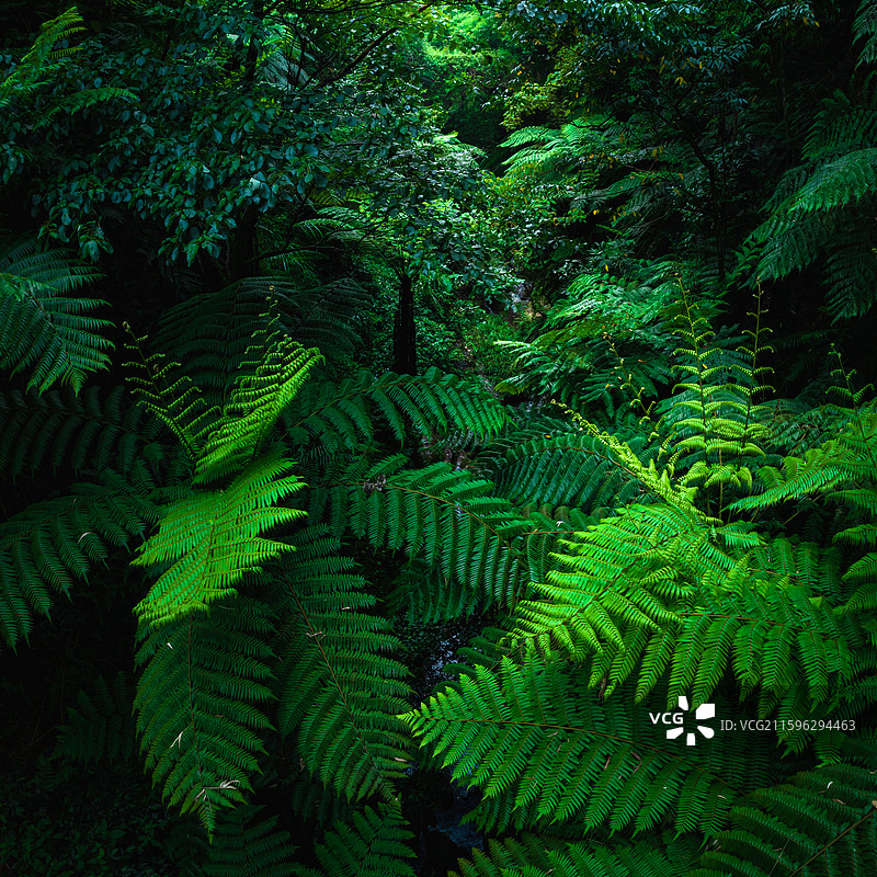 航拍四川乐山市西坝桫椤谷侏罗纪公园世界桫椤树林图片素材