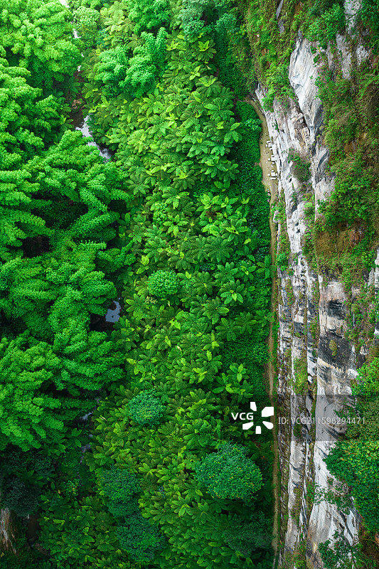 航拍四川乐山市西坝桫椤谷侏罗纪公园世界桫椤树林图片素材