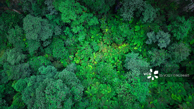 航拍四川乐山市西坝桫椤谷侏罗纪公园世界桫椤树林图片素材