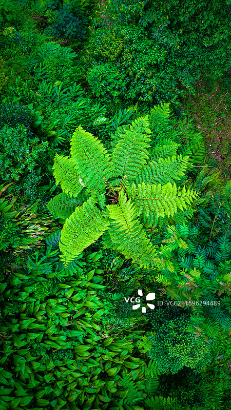 航拍四川乐山市西坝桫椤谷侏罗纪公园世界桫椤树林图片素材