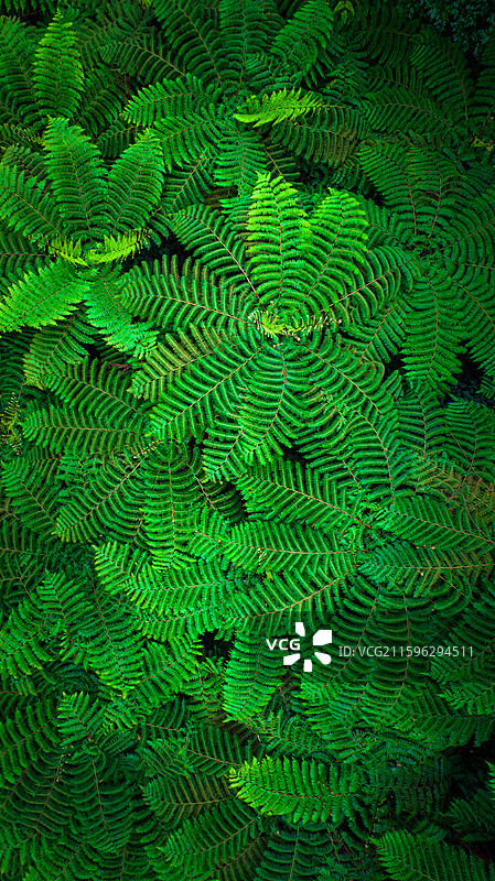 航拍四川乐山市西坝桫椤谷侏罗纪公园世界桫椤树林图片素材