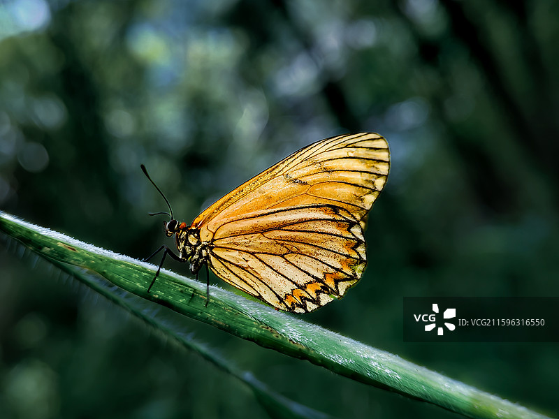 竹林里的苎麻珍蝶图片素材