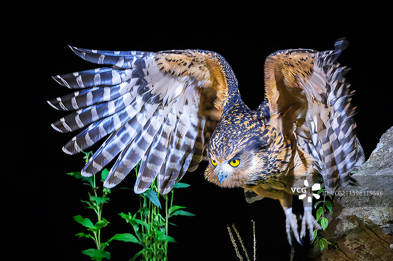 黄腿渔鸮图片素材