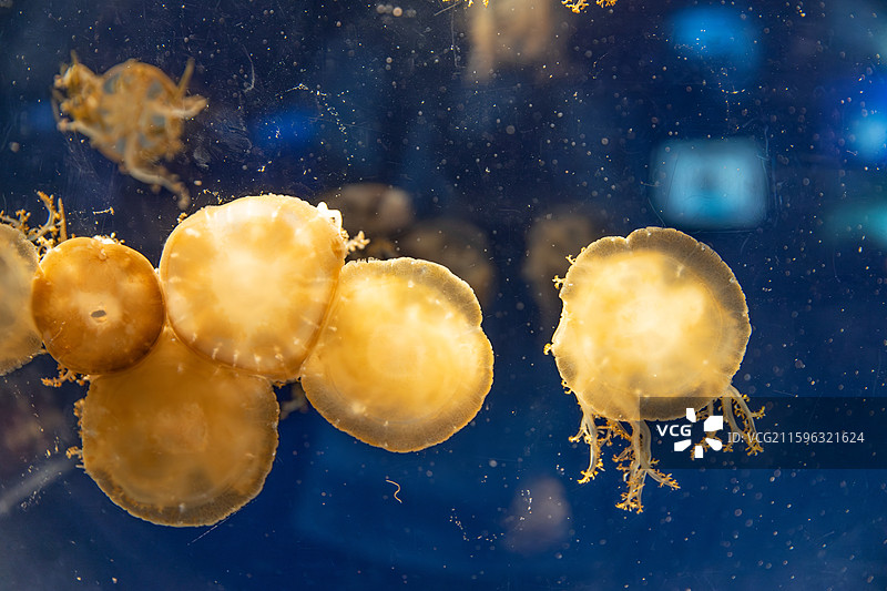 蓝色海水中的倒立水母特写图片素材