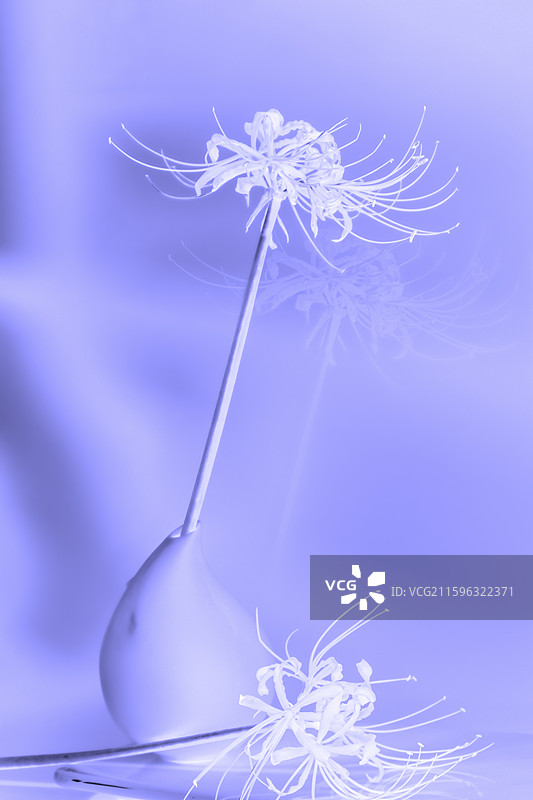 彼岸之梦图片素材