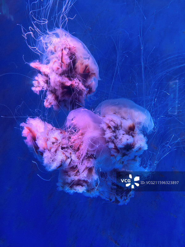 水母  海蜇  视频素材  艺术  抽象  壁纸  郑州海洋馆图片素材